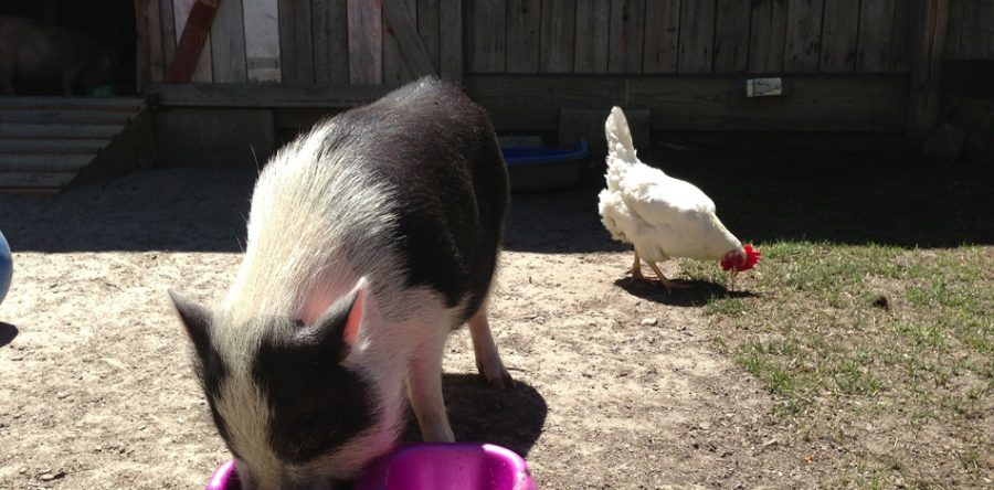 Leo Tolstoy – read more