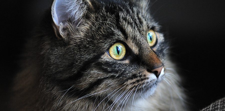 Suspendisse arcu nisl